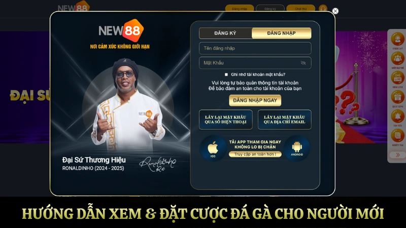 Hướng dẫn xem và đặt cược đá gà NEW88 cho người mới bắt đầu